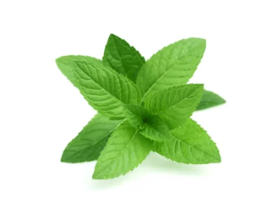 dōTERRA Peppermint Essential Oil - 15ml